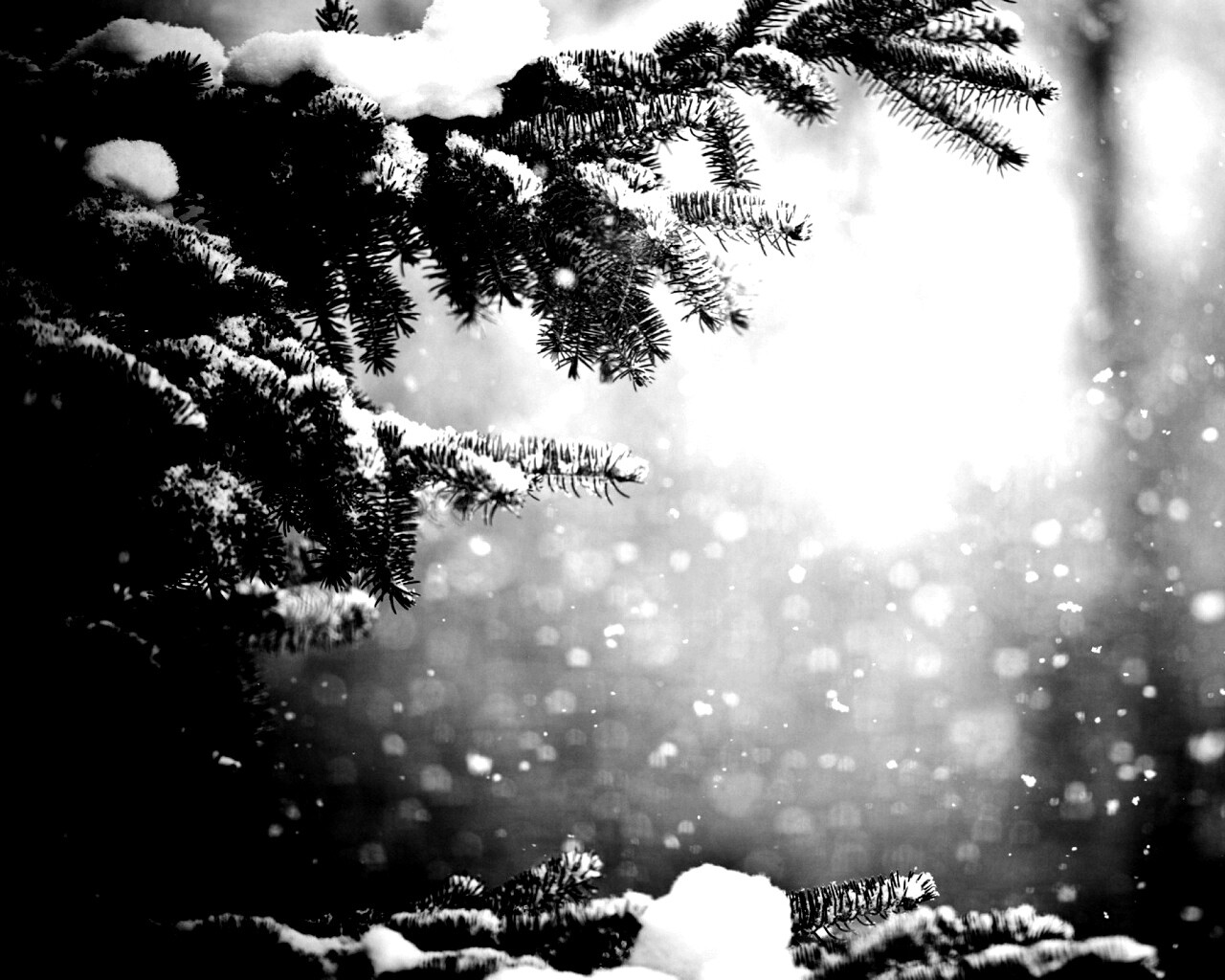 Еловые лапы в снегу обои