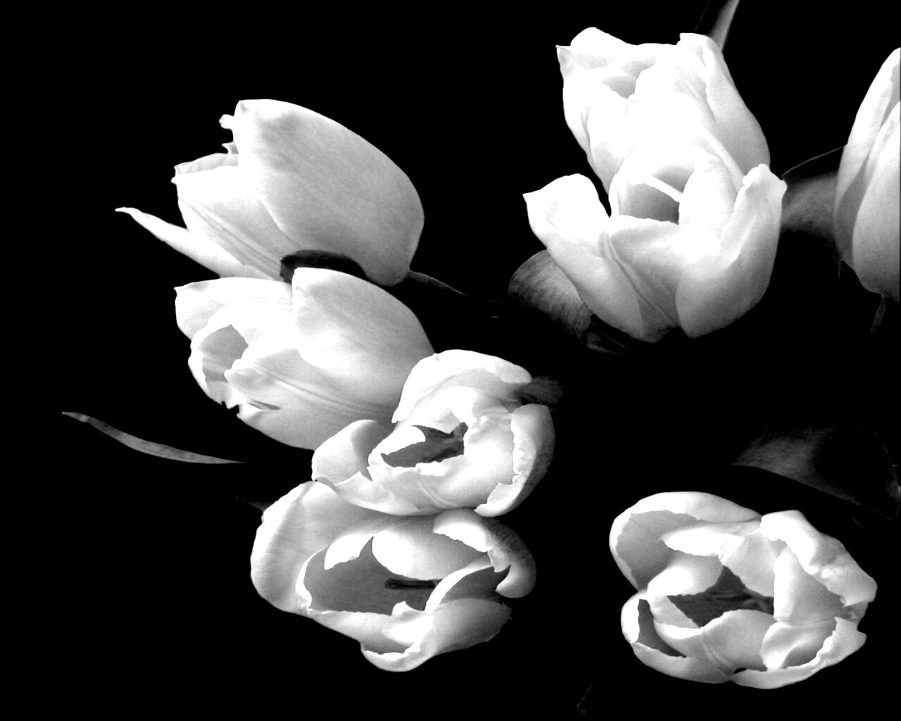 Розовый букет обои