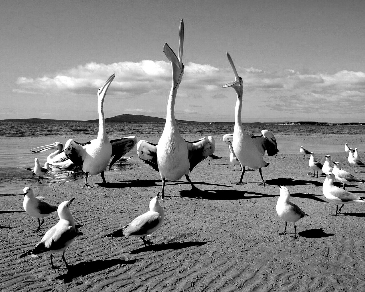 Пеликаны и чайки обои