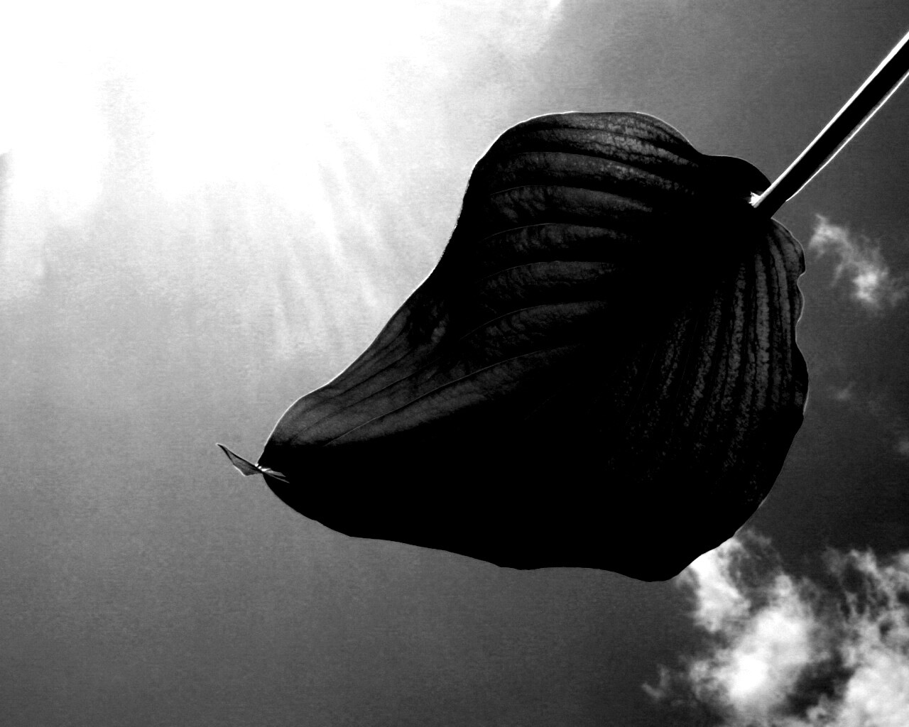 Листик тянется к солнцу обои