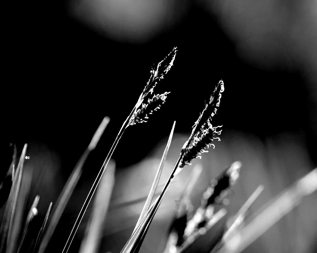 Макро фото луговой травы обои