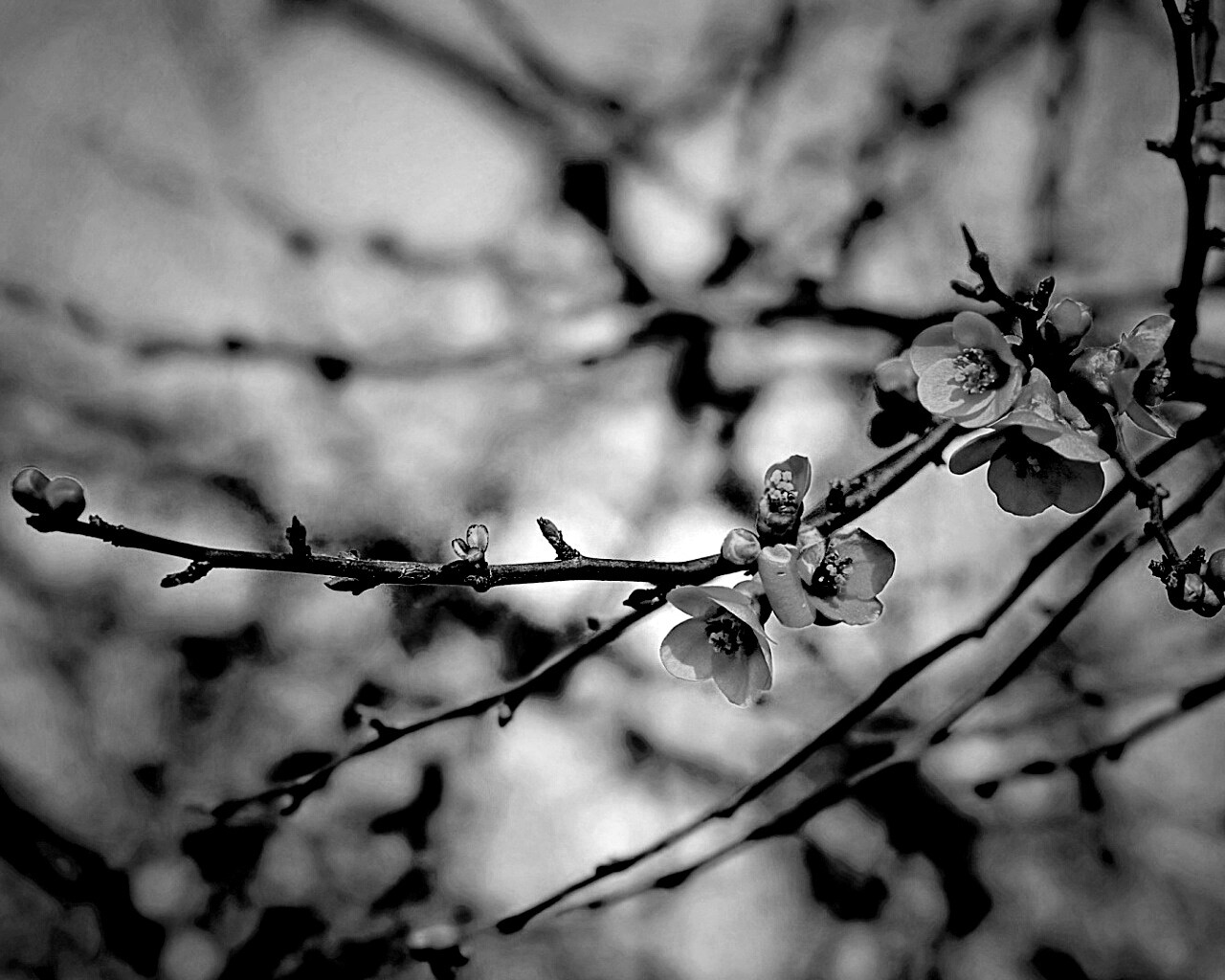 Весеннее цветение обои