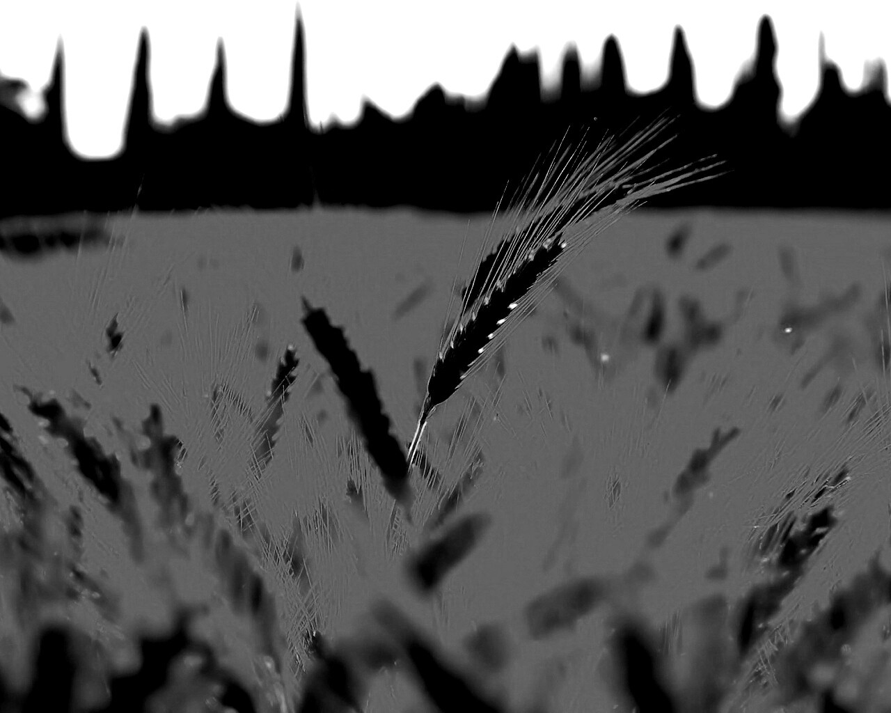 Пшеничное поле обои