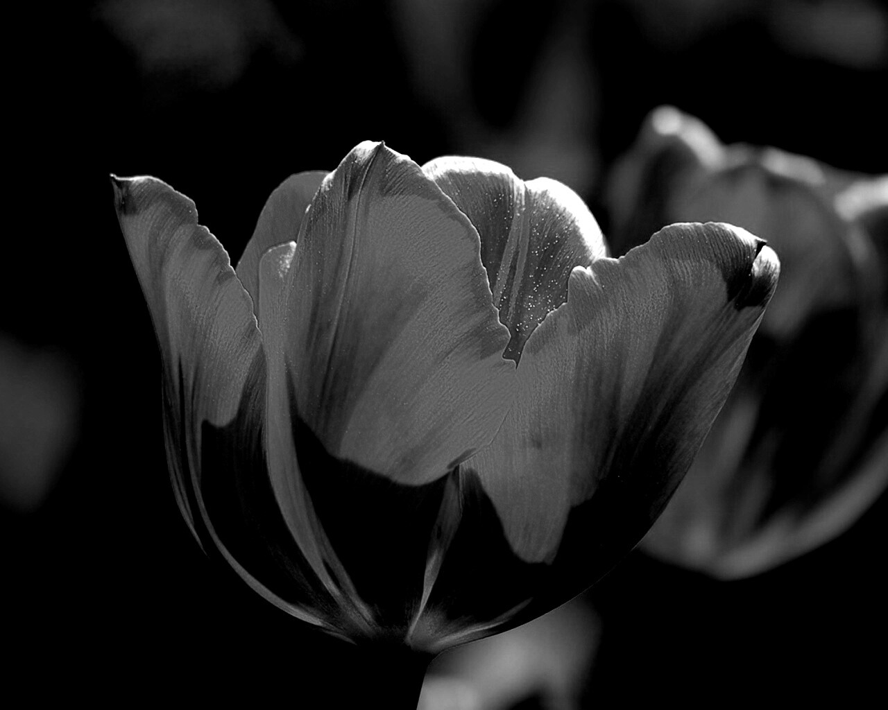 Красно-желтый тюльпан обои