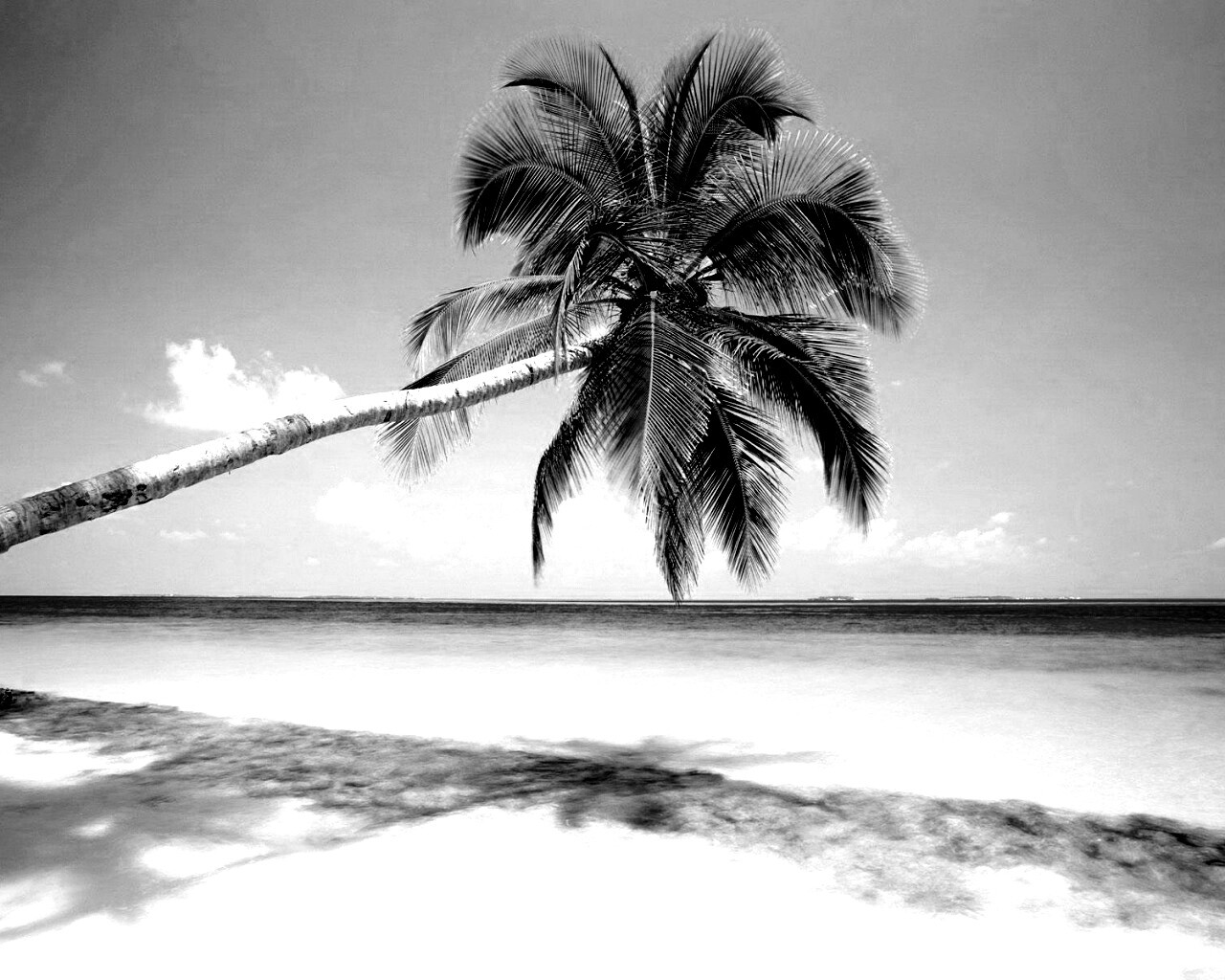 Пальма на лазурном берегу обои