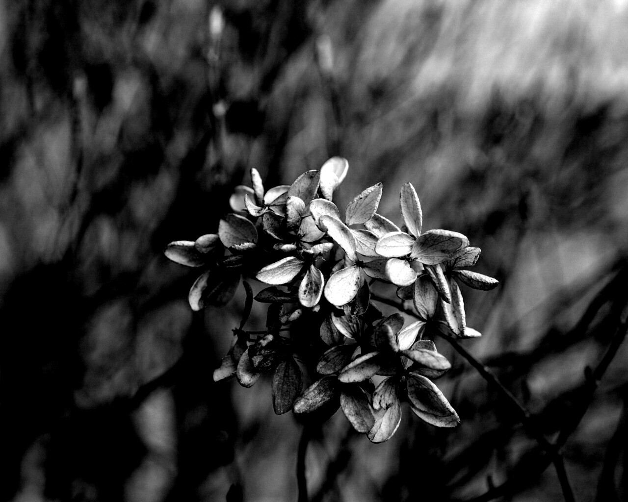 Увядший цветок обои