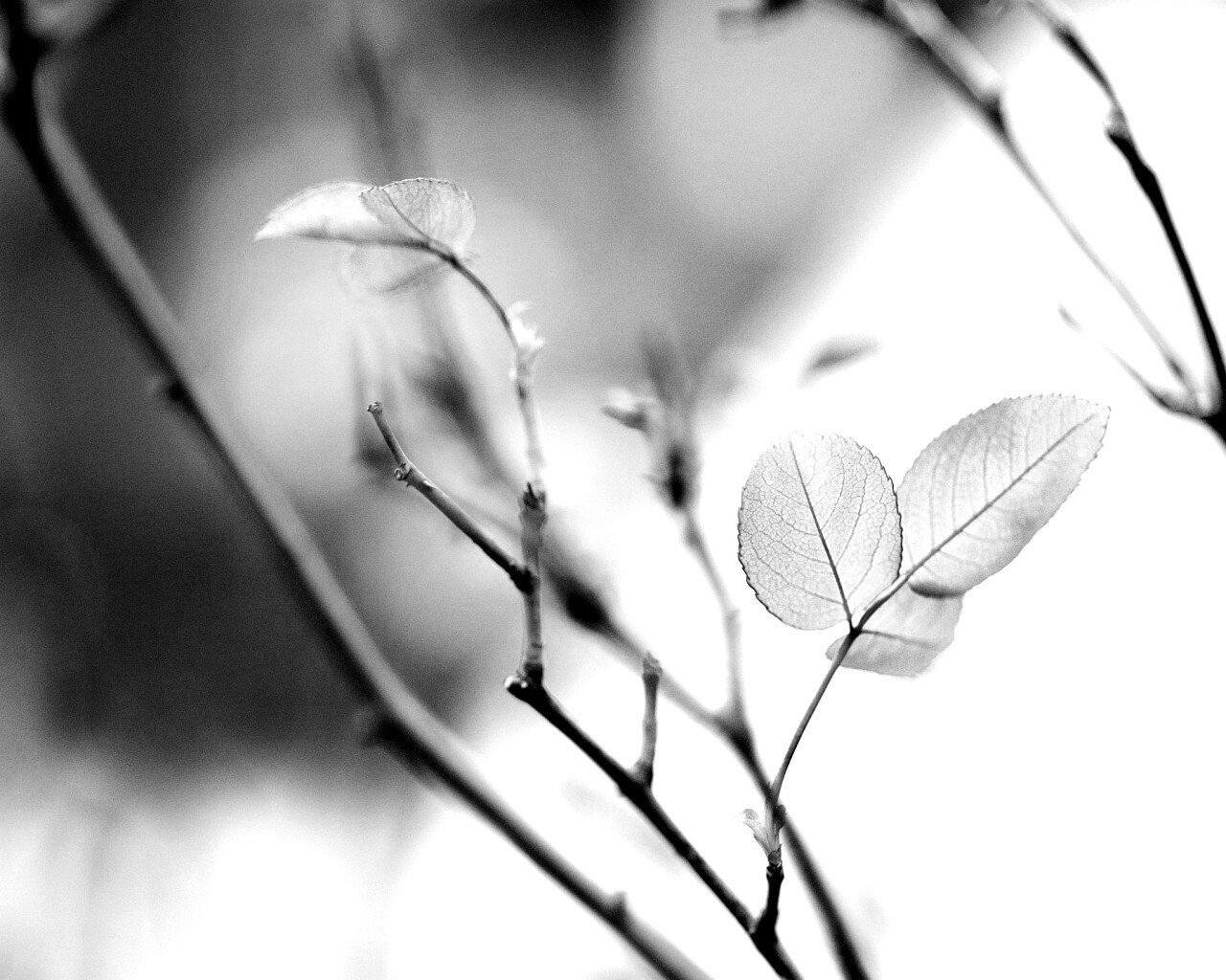 Красные листики обои