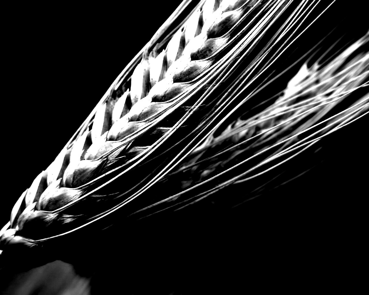 Пшеничный колос обои