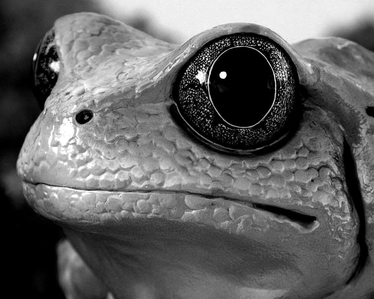 Красная лягушка обои