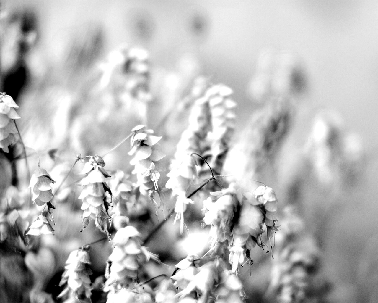 Висящие цветочки обои