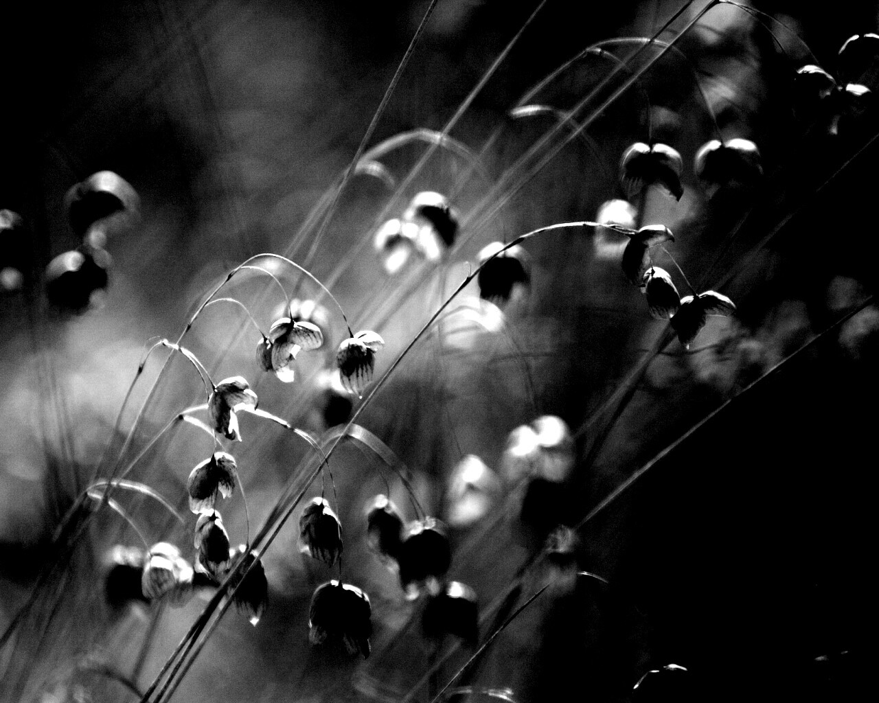 Увядающие цветочки обои