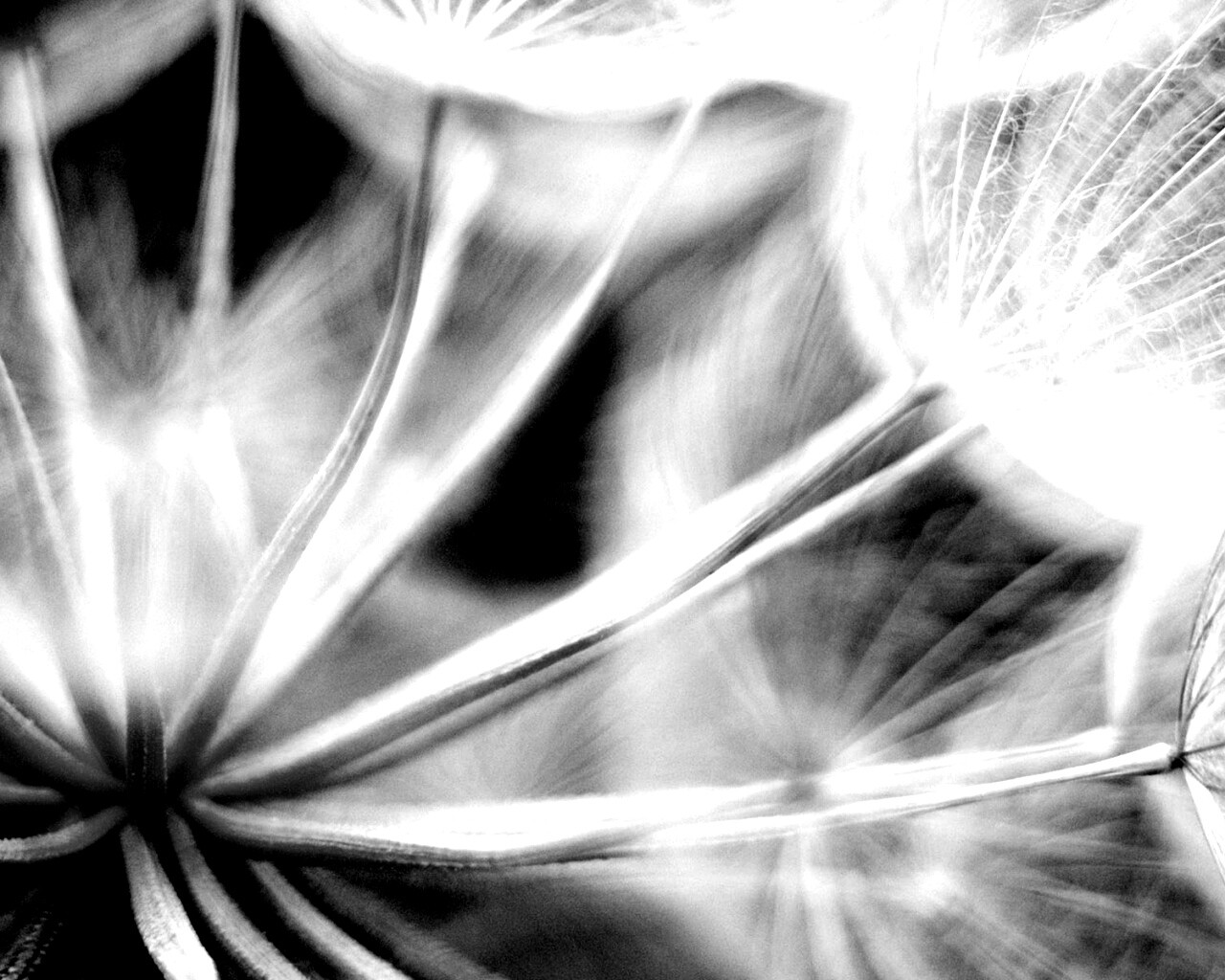 Одуванчик макро обои