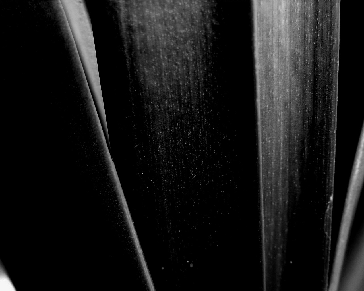 Сочная травинка обои