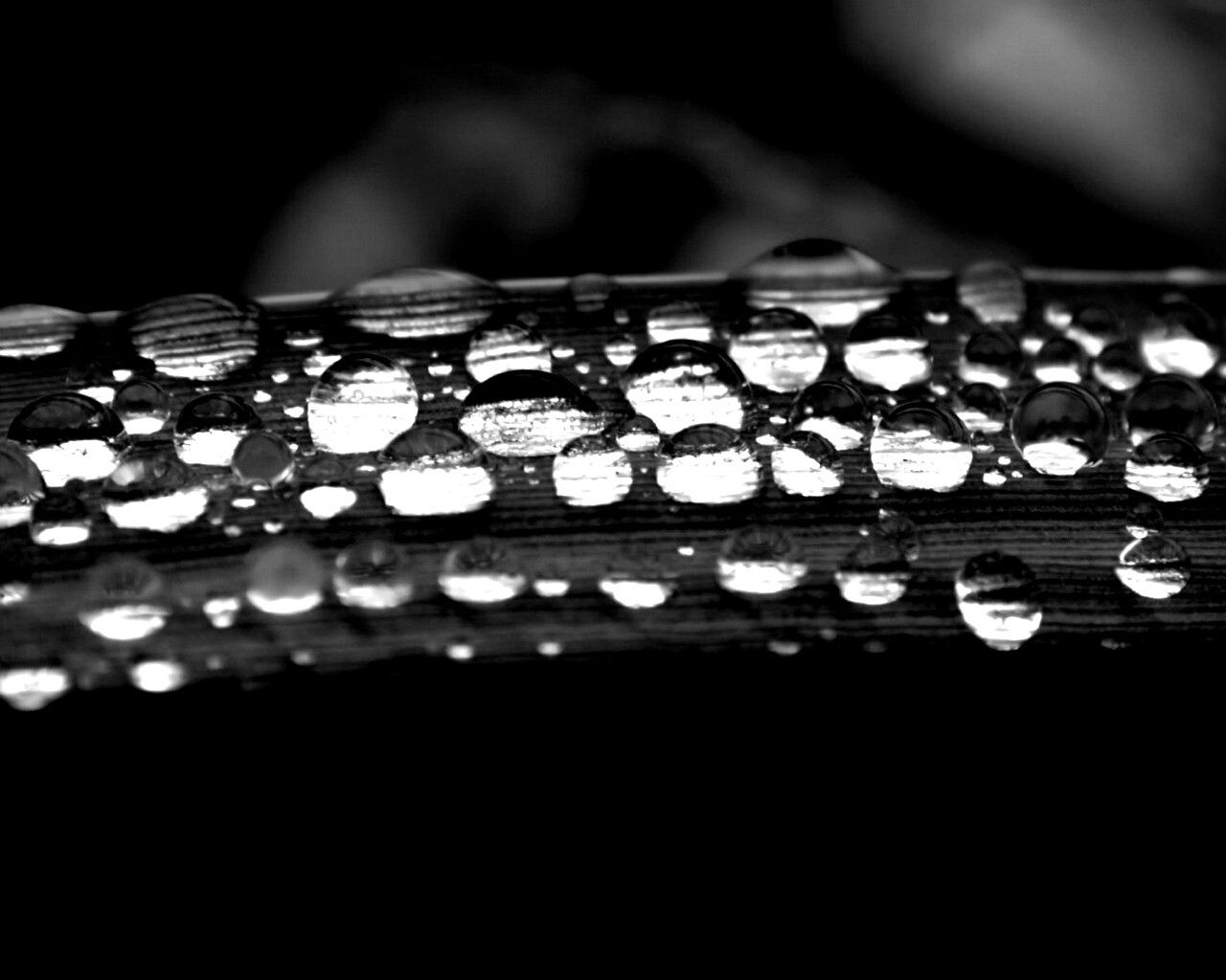 Капли на травинке обои