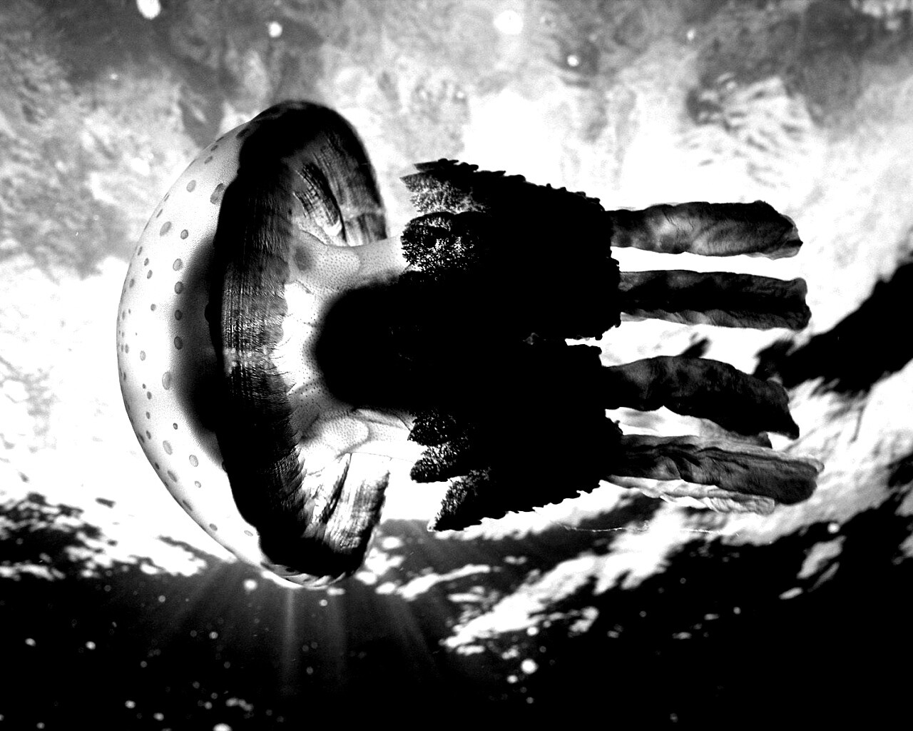 Коричневая медуза обои