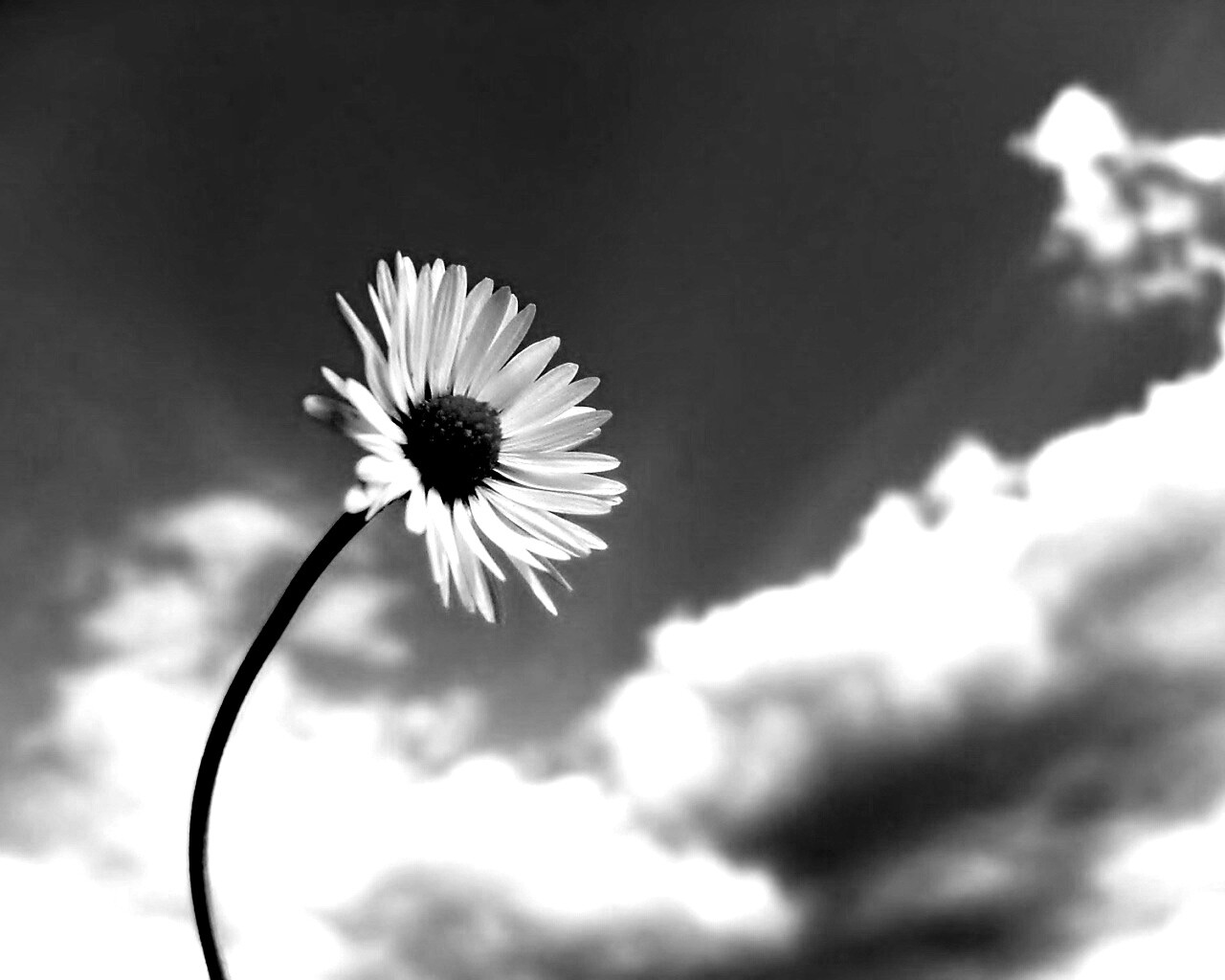 Ромашка на фоне неба обои