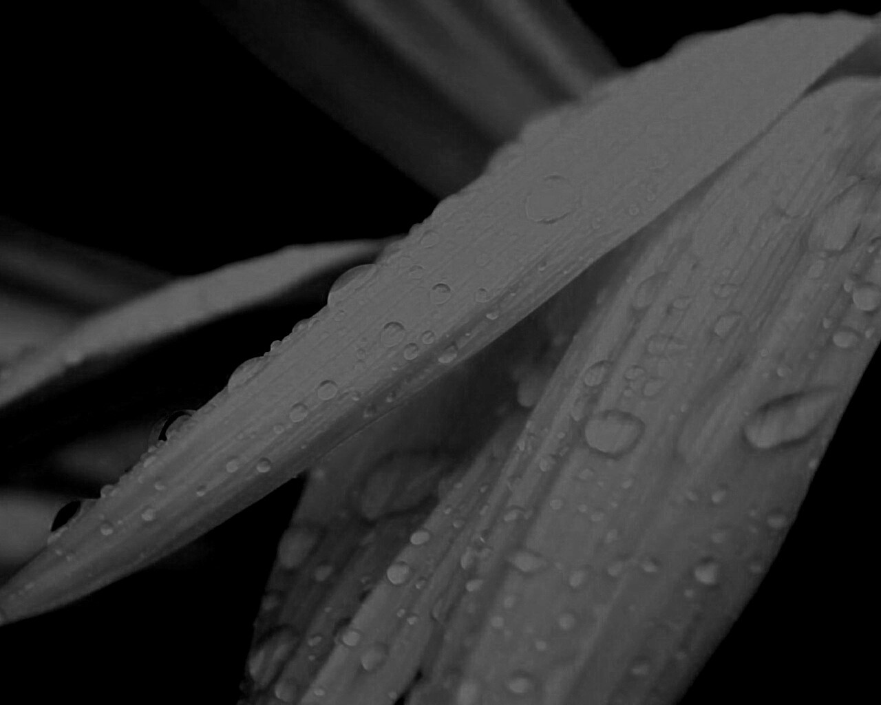 Капли на желтом лепестке обои