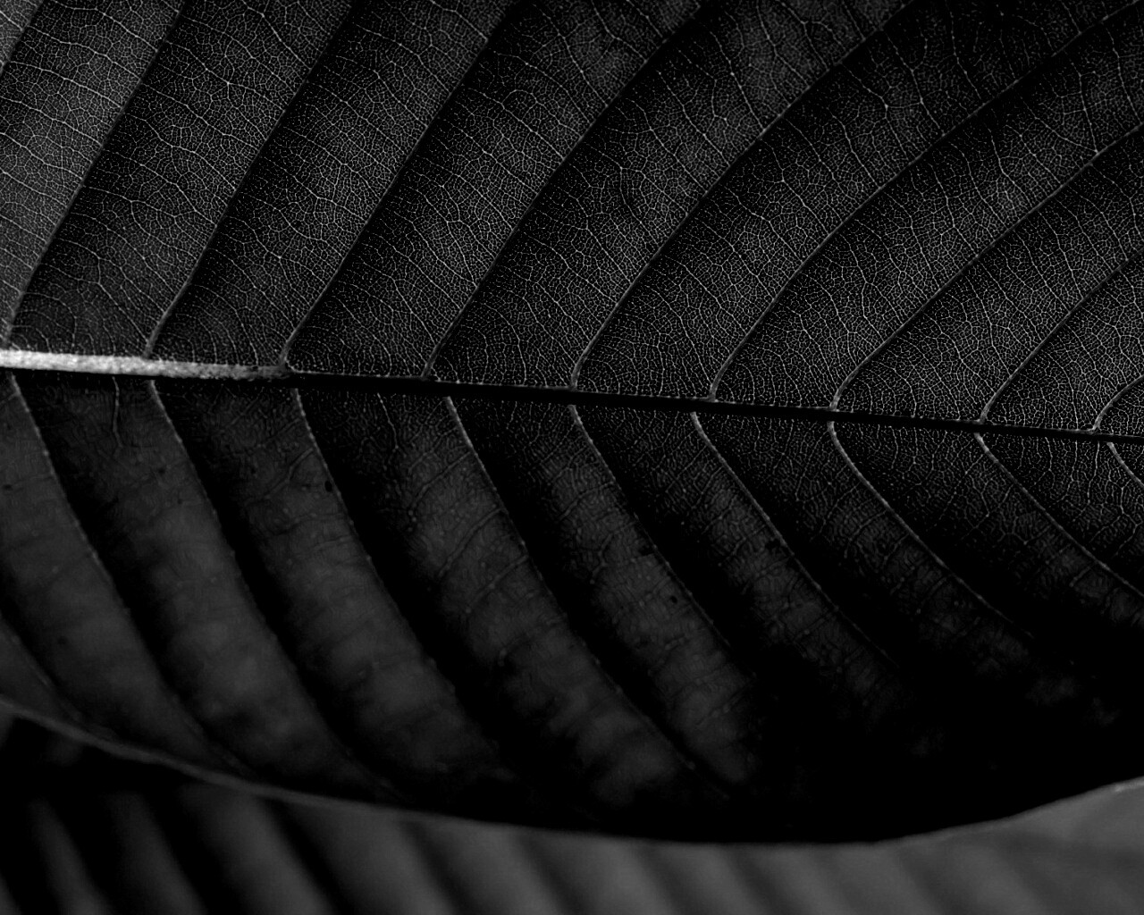 Листик обои