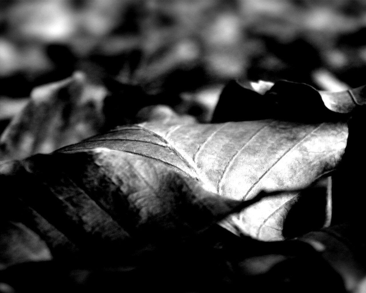 Мертвые листья обои