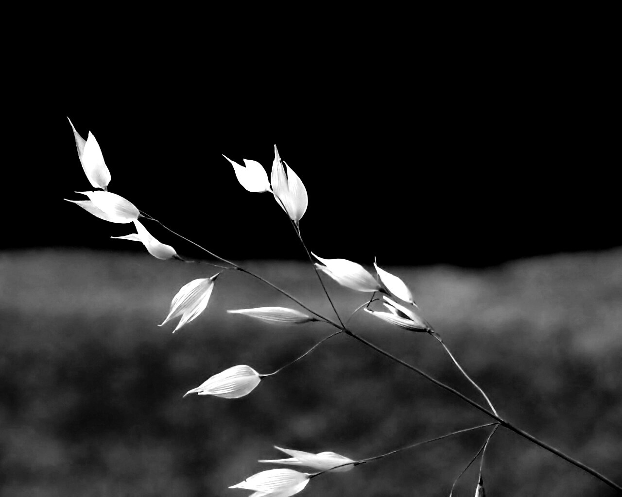 Белые полевые цветочки обои