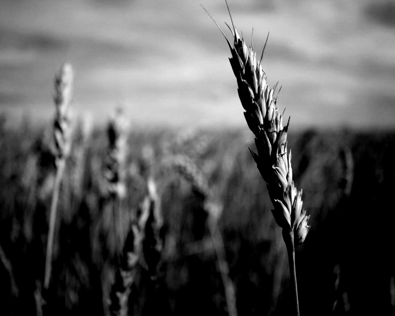 Колосок обои