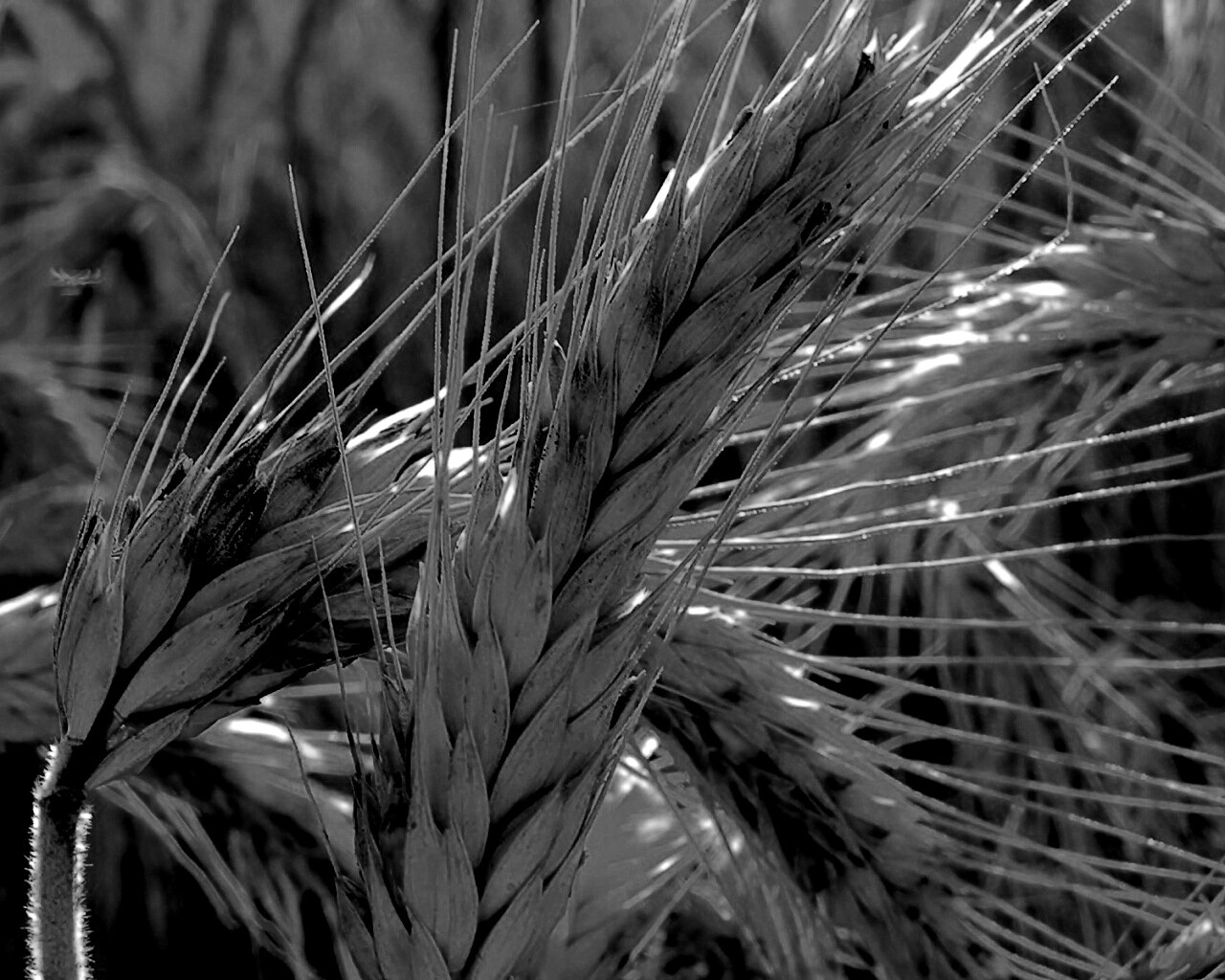 Зреющий колос обои