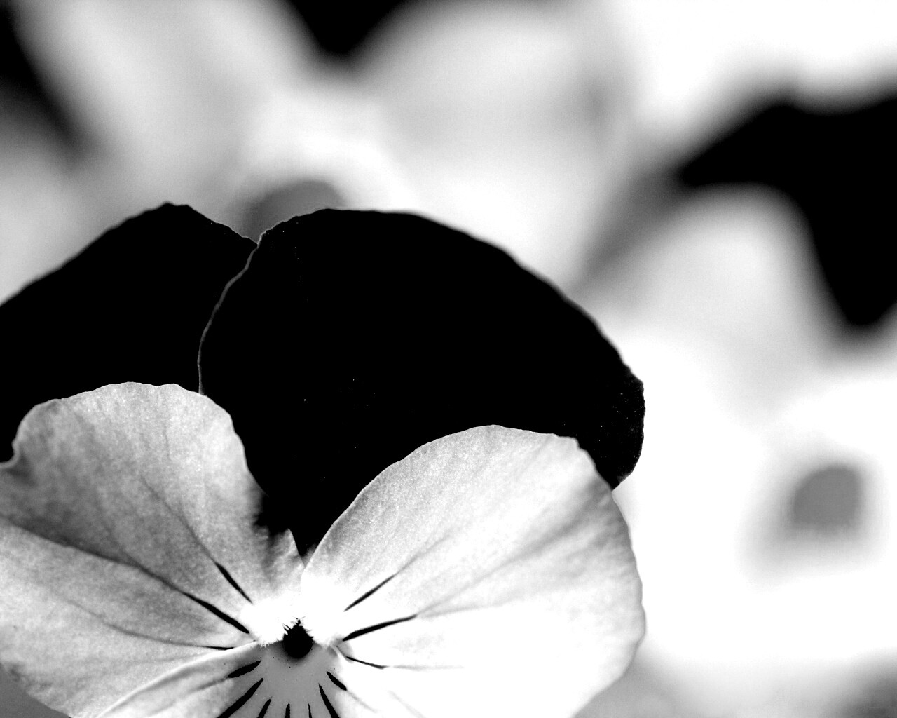 Фиолетовые цветы обои