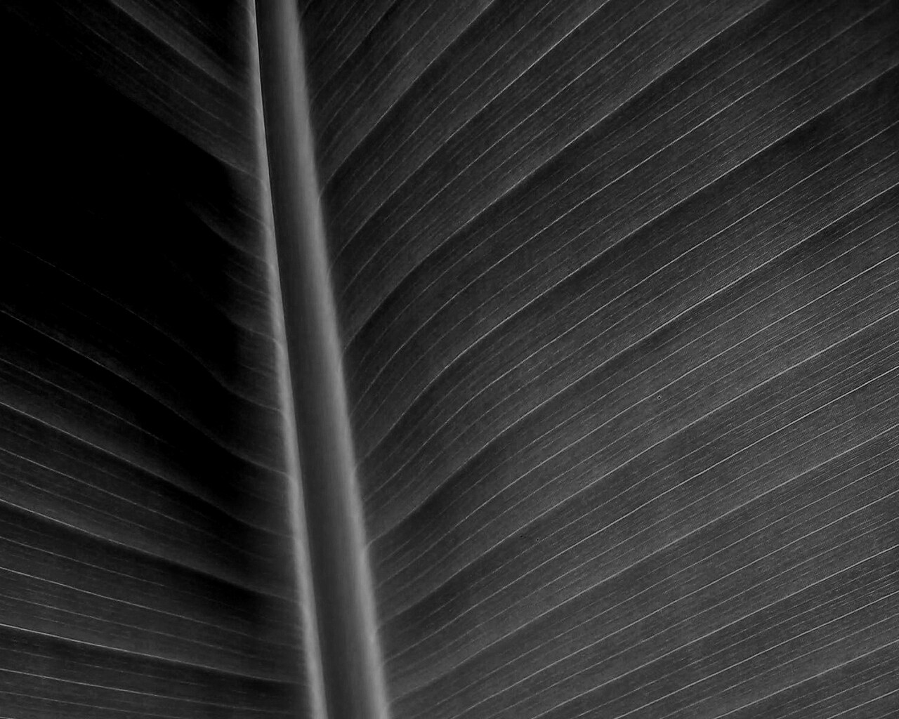 Желтый черенок листа обои