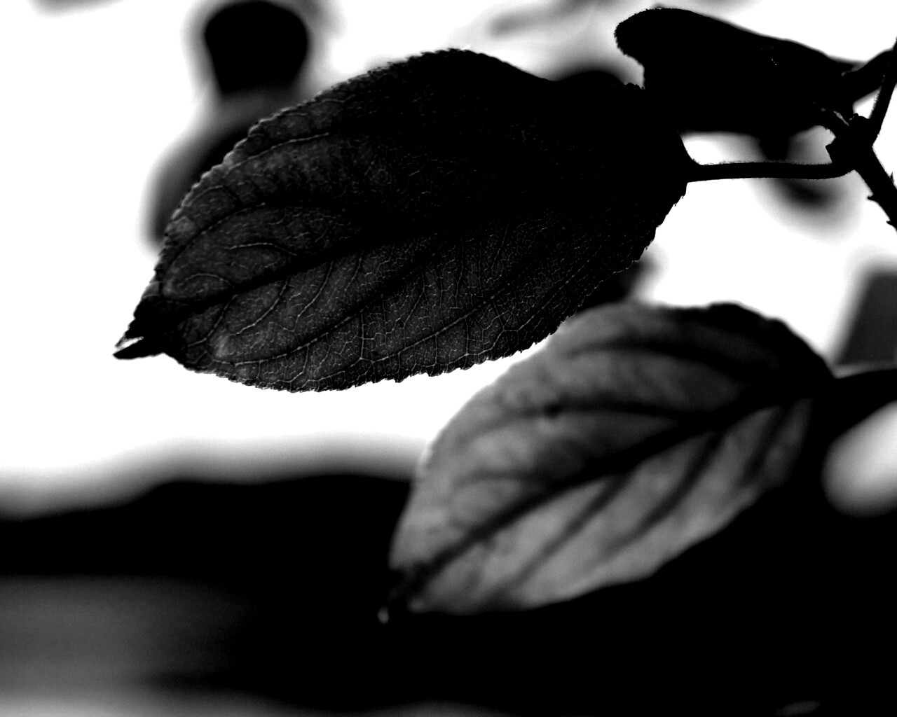 Три листа обои