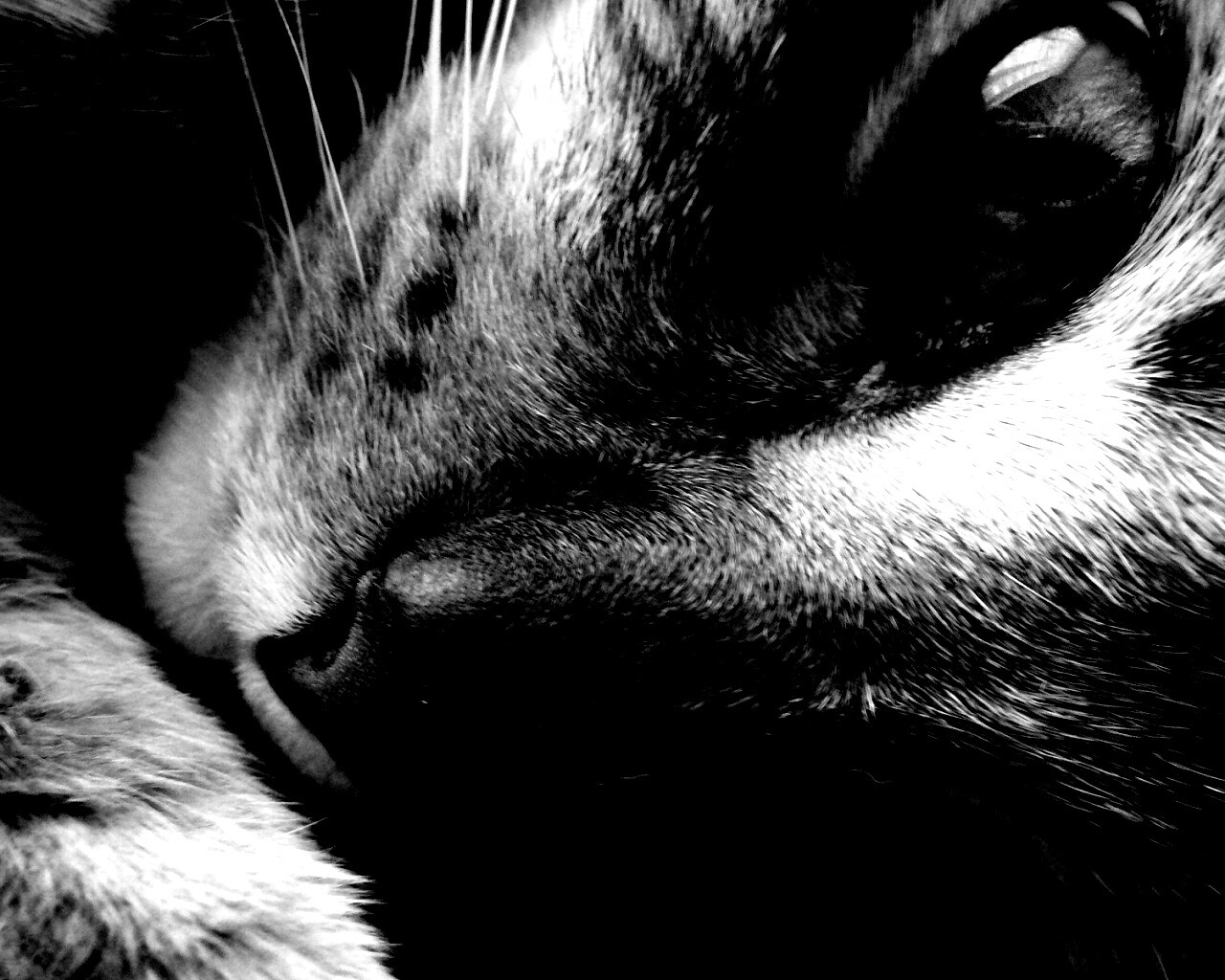 Мордашка кота крупным планом обои