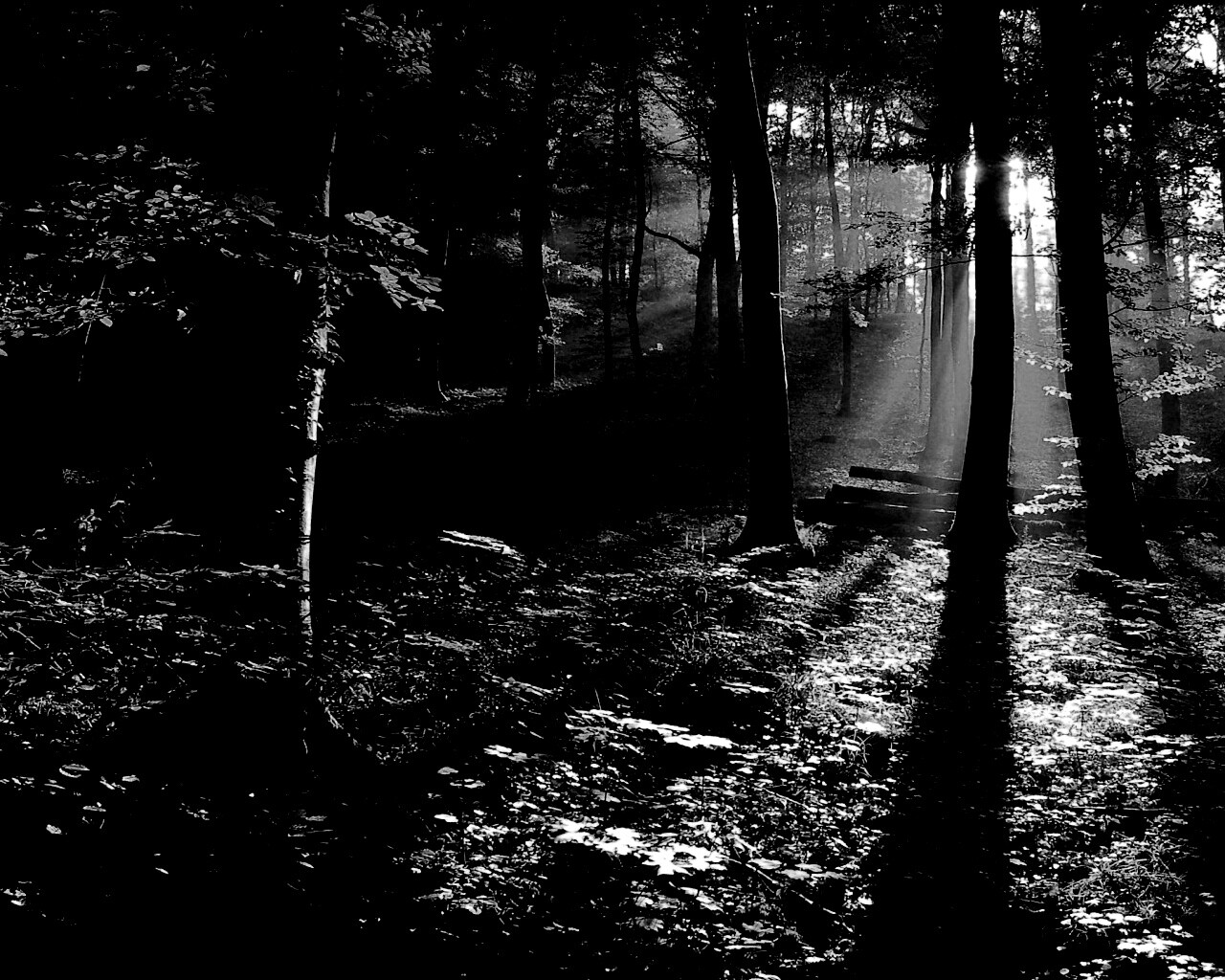 Лес в золотом сиянии обои