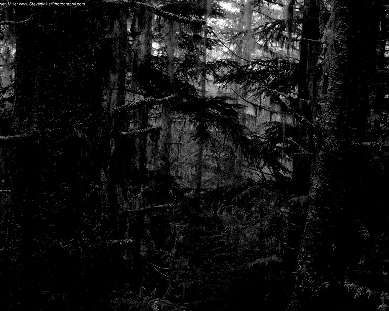 Темная чаща обои