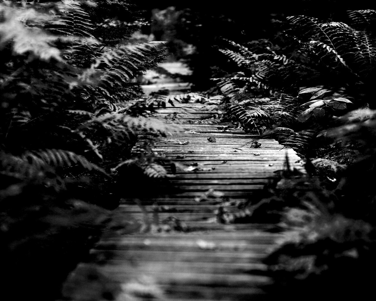 Деревянная дорожка обои