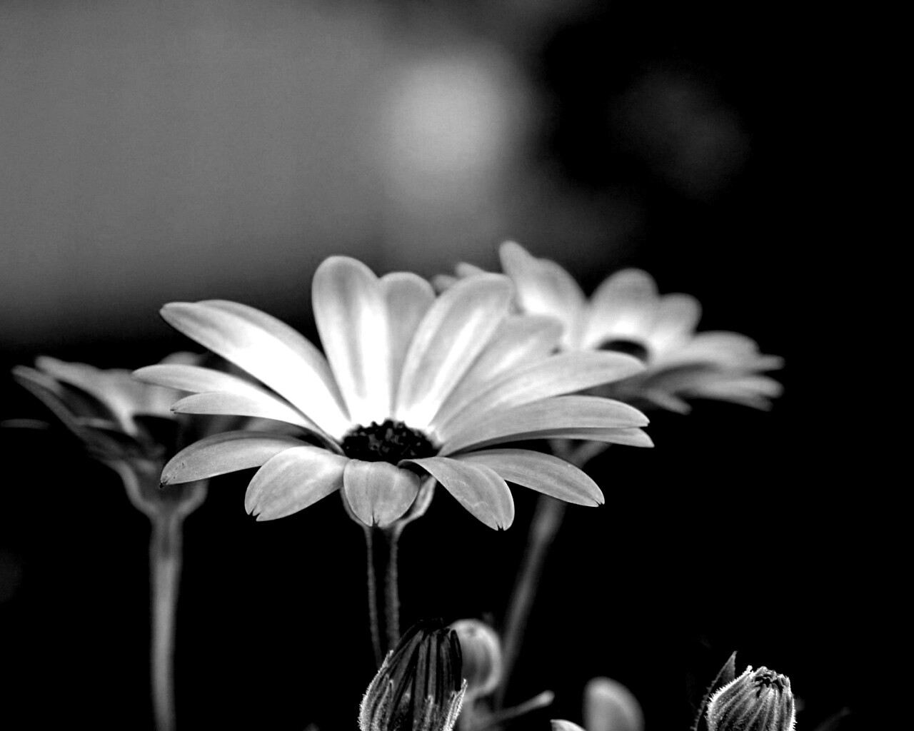 Три желтых цветка обои