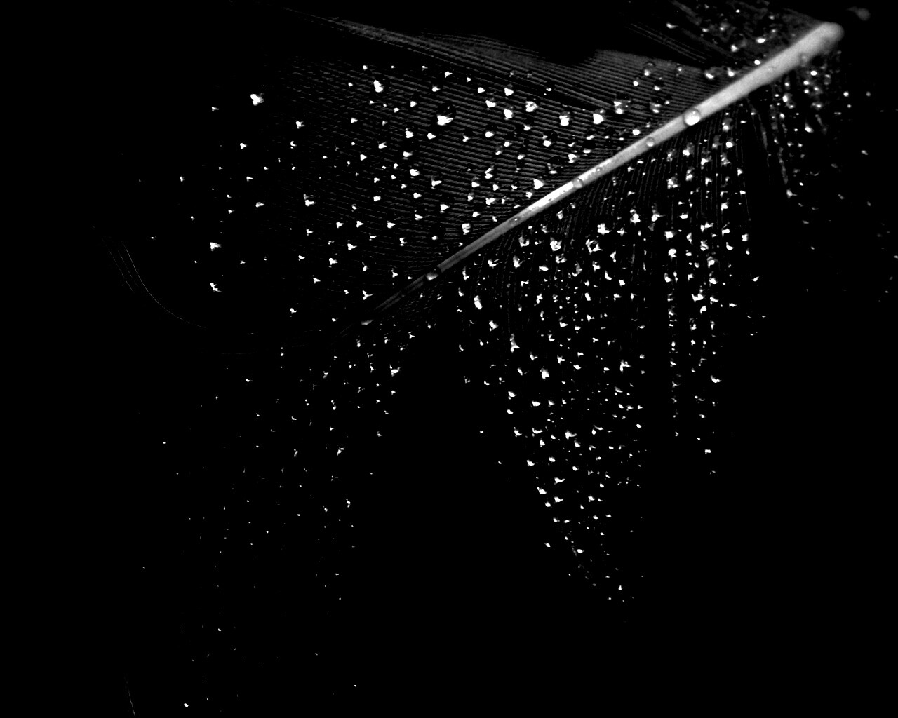 Капли на черном пере обои