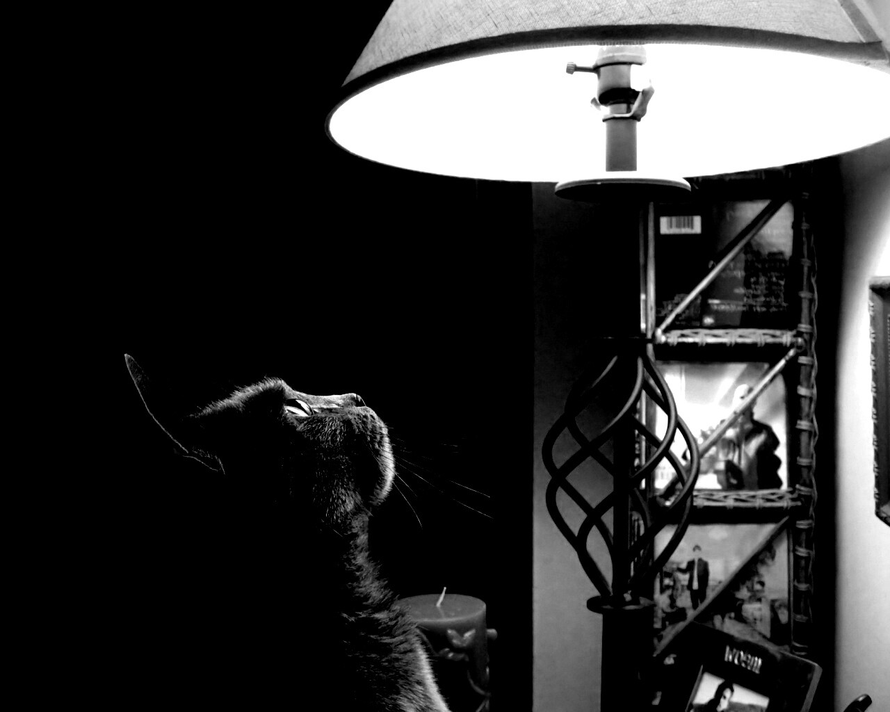Кот смотрит под торшер обои