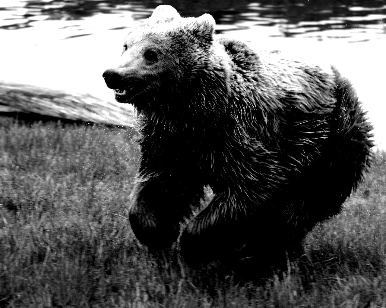 Мокрый мишка обои