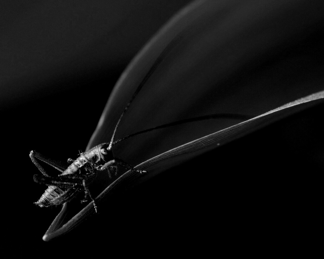 Кузнечик на листике обои