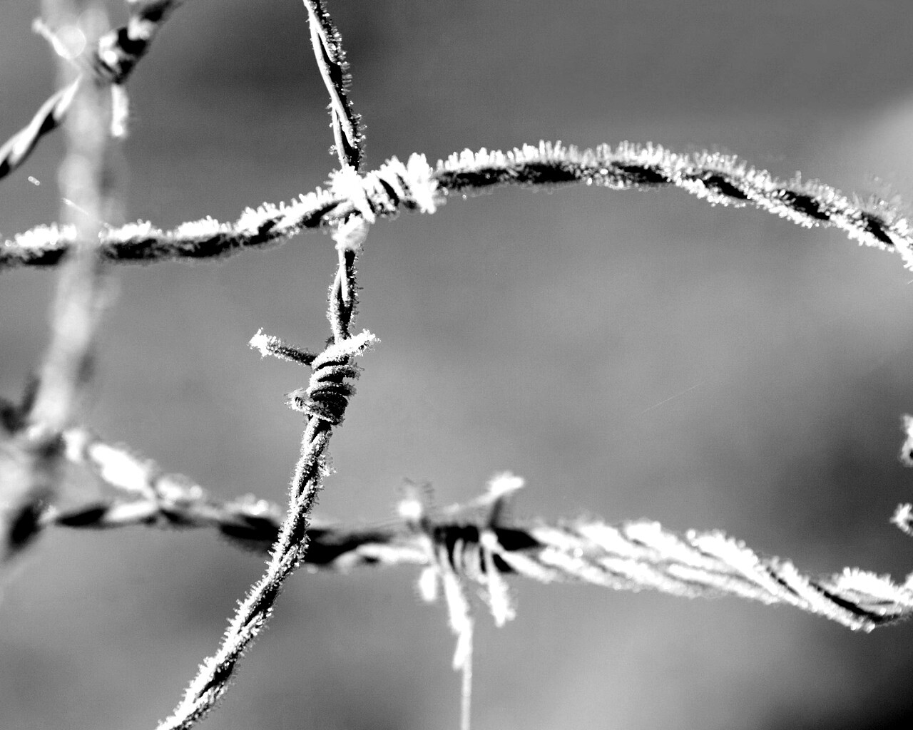Замерзшая колючая проволока обои