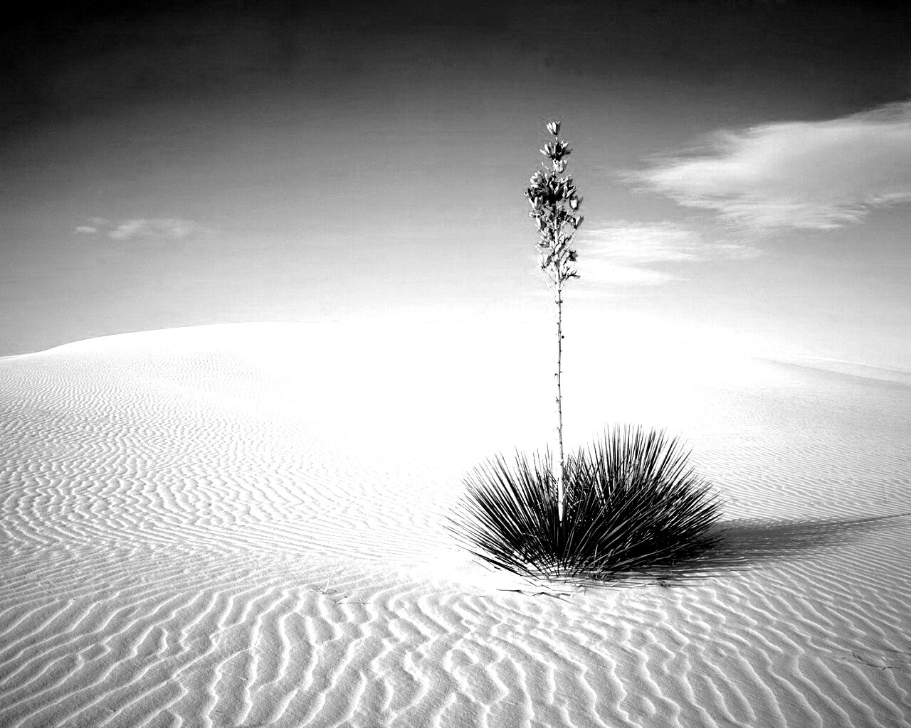 Растение среди пустыни обои