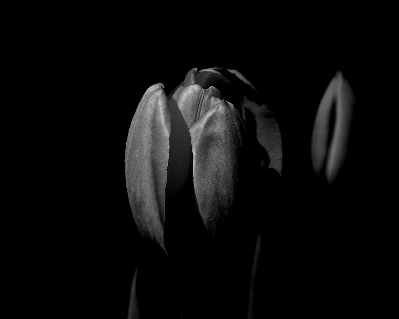 Распускающийся тюльпан обои