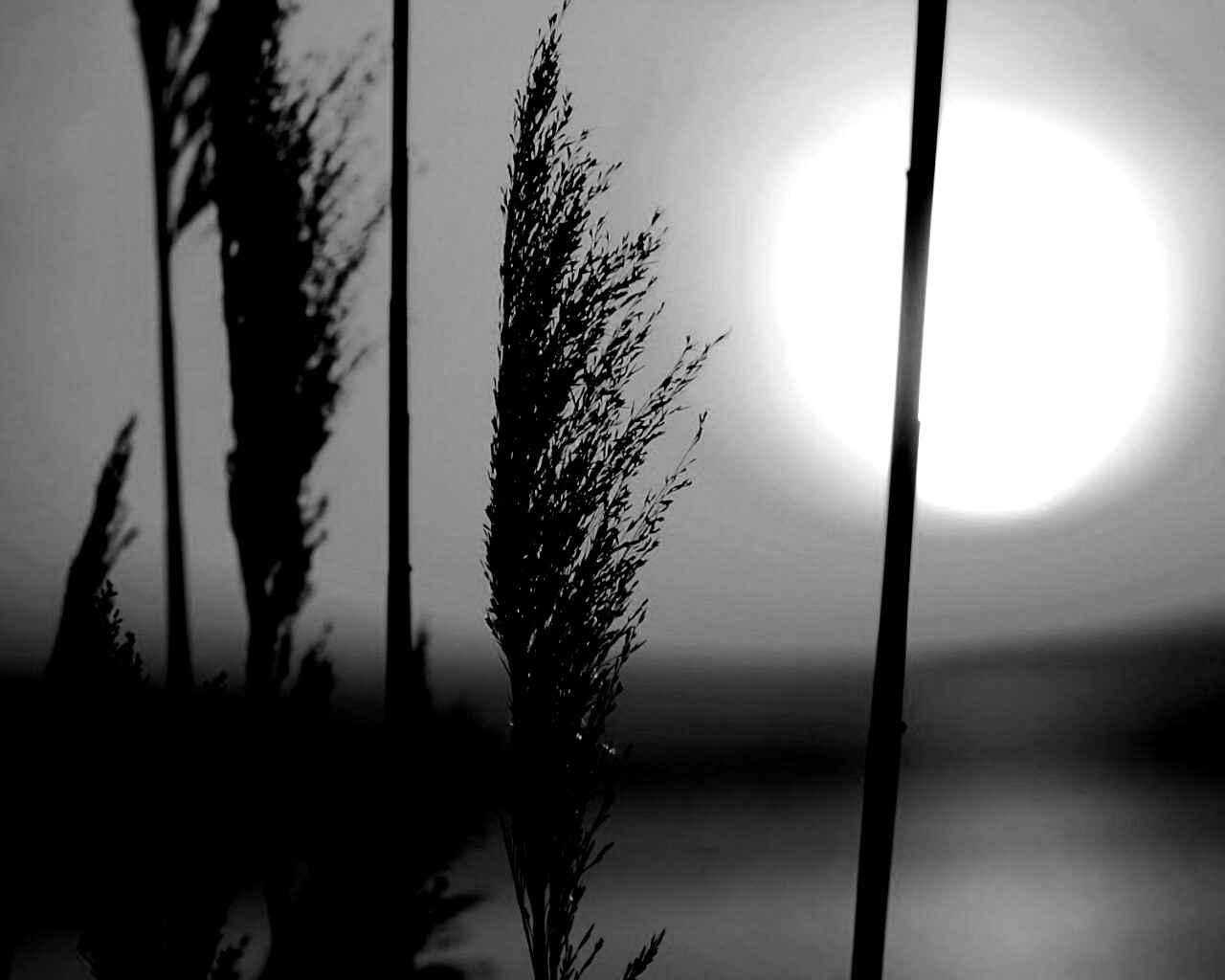 Травинка на закате обои