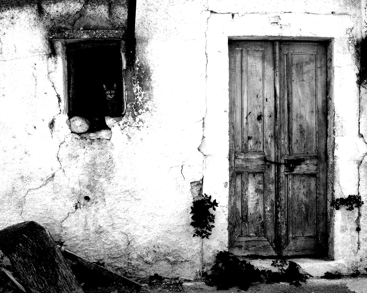 Кот выглядывает из разрушенного дома обои