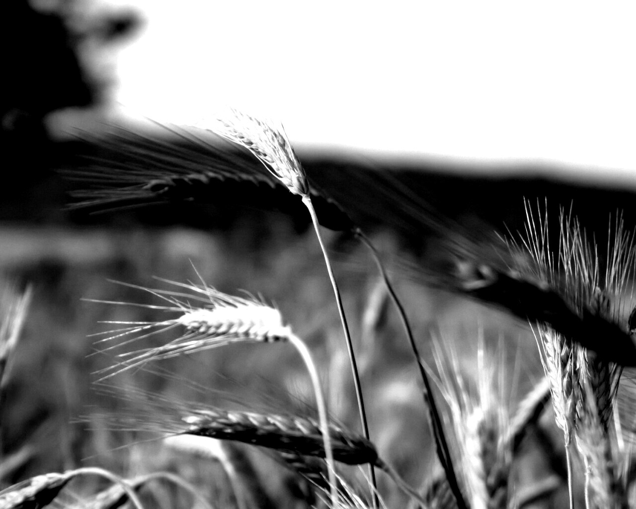 Колоски на ветру обои
