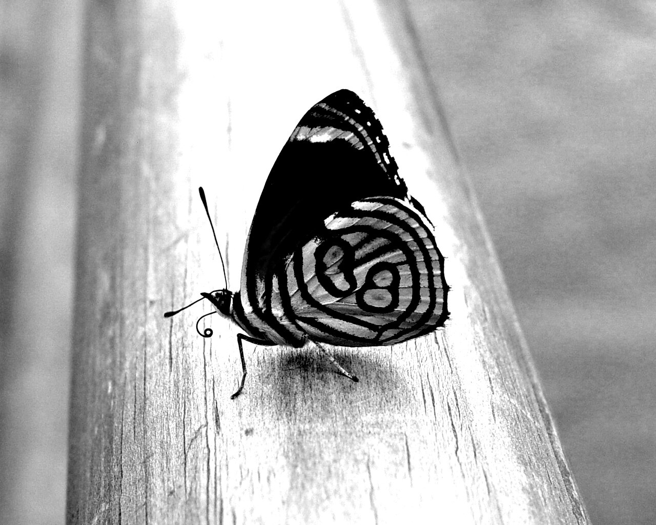 Бабочка на бревне обои