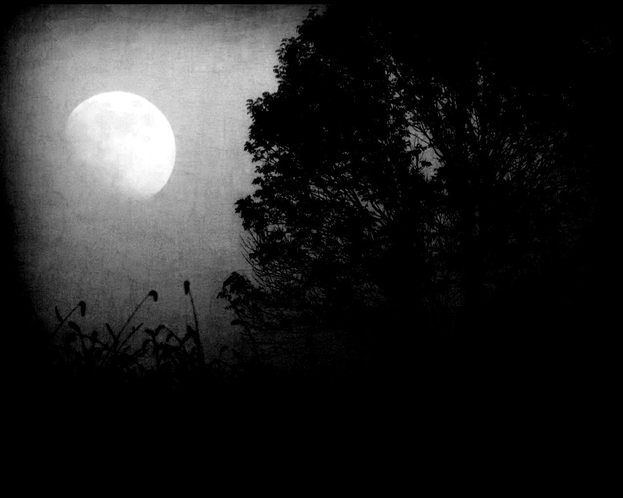 Дерево ночью обои