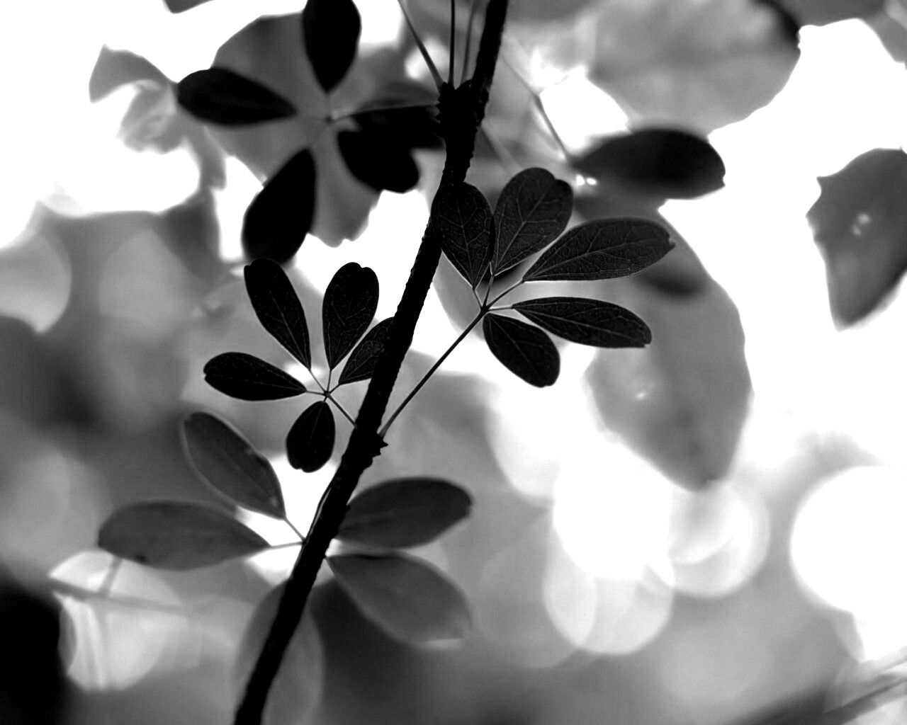 Листики на ветке обои