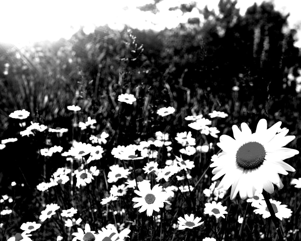 Солнечные ромашки обои