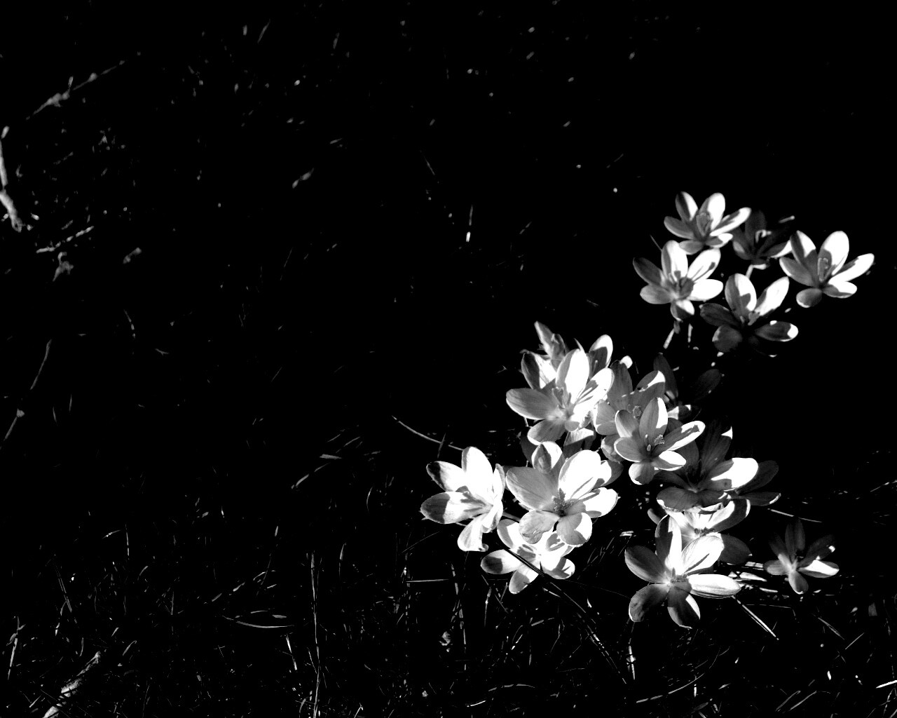 Фиалки на траве обои