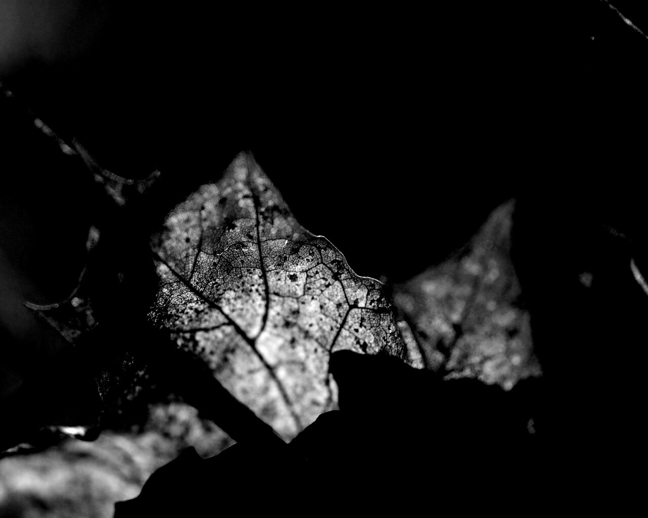 Осенний лист на забором обои